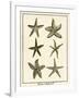 Star Fish Series III-null-Framed Art Print