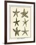 Star Fish Series III-null-Framed Art Print