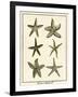 Star Fish Series III-null-Framed Art Print