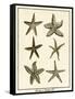 Star Fish Series III-null-Framed Stretched Canvas