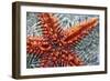 Star Fish-Carrie Webster-Framed Photographic Print