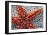 Star Fish-Carrie Webster-Framed Photographic Print