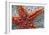 Star Fish-Carrie Webster-Framed Photographic Print