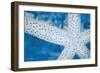 Star Fish-Denise Brown-Framed Art Print