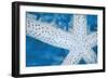 Star Fish-Denise Brown-Framed Art Print