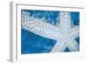 Star Fish-Denise Brown-Framed Art Print