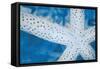 Star Fish-Denise Brown-Framed Stretched Canvas