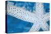 Star Fish-Denise Brown-Stretched Canvas