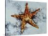 Star Fish-Sydney Edmunds-Stretched Canvas