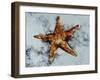 Star Fish-Sydney Edmunds-Framed Giclee Print