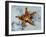 Star Fish-Sydney Edmunds-Framed Giclee Print