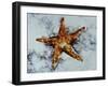 Star Fish-Sydney Edmunds-Framed Giclee Print
