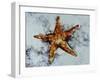 Star Fish-Sydney Edmunds-Framed Giclee Print