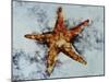 Star Fish-Sydney Edmunds-Mounted Giclee Print