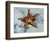 Star Fish-Sydney Edmunds-Framed Premium Giclee Print