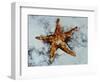 Star Fish-Sydney Edmunds-Framed Premium Giclee Print