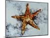 Star Fish-Sydney Edmunds-Mounted Premium Giclee Print