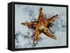 Star Fish-Sydney Edmunds-Framed Stretched Canvas