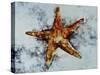 Star Fish-Sydney Edmunds-Stretched Canvas