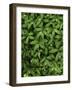 Star-flower Solomon's seal, Mt. Baker, Snoqualmie National Forest, Washington, USA-Charles Gurche-Framed Photographic Print