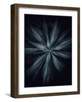 Star Flower-Design Fabrikken-Framed Photographic Print