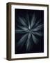 Star Flower-Design Fabrikken-Framed Photographic Print