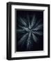 Star Flower-Design Fabrikken-Framed Photographic Print