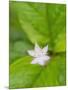 Star flower-Jamie & Judy Wild-Mounted Photographic Print