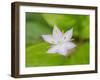 Star flower-Jamie & Judy Wild-Framed Photographic Print