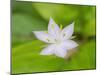 Star flower-Jamie & Judy Wild-Mounted Photographic Print