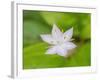 Star flower-Jamie & Judy Wild-Framed Photographic Print