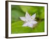 Star flower-Jamie & Judy Wild-Framed Photographic Print
