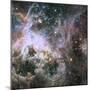 Star Formation in the Tarantula Nebula-null-Mounted Photographic Print