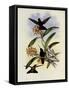 Star-Frontlet, Helianthea Typica-John Gould-Framed Stretched Canvas