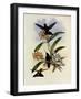 Star-Frontlet, Helianthea Typica-John Gould-Framed Giclee Print