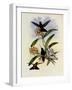 Star-Frontlet, Helianthea Typica-John Gould-Framed Giclee Print