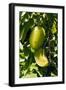 Star Fruit (Averrhoa Carambola)-Bob Gibbons-Framed Photographic Print