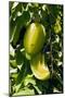 Star Fruit (Averrhoa Carambola)-Bob Gibbons-Mounted Photographic Print