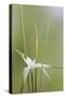 Star Grass II-Kathy Mahan-Stretched Canvas