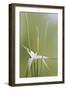 Star Grass II-Kathy Mahan-Framed Photographic Print