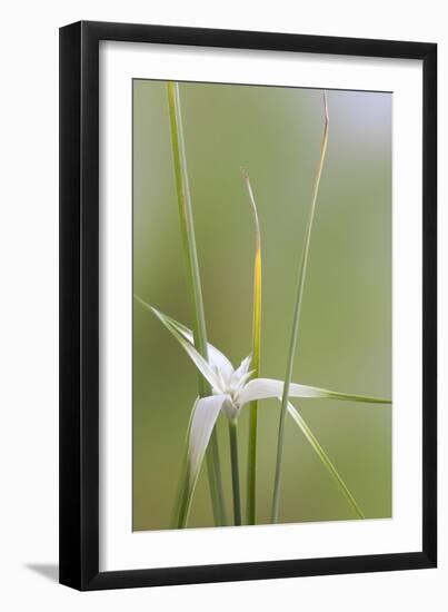 Star Grass II-Kathy Mahan-Framed Photographic Print