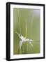 Star Grass II-Kathy Mahan-Framed Photographic Print