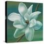 Star Magnolia-Vivien Rhyan-Stretched Canvas