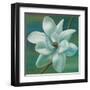 Star Magnolia-Vivien Rhyan-Framed Art Print