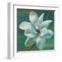 Star Magnolia-Vivien Rhyan-Framed Art Print