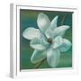 Star Magnolia-Vivien Rhyan-Framed Art Print