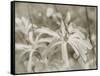 Star Magnolias I-Amy Melious-Framed Stretched Canvas