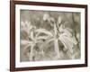 Star Magnolias I-Amy Melious-Framed Art Print