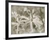 Star Magnolias I-Amy Melious-Framed Art Print