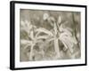 Star Magnolias I-Amy Melious-Framed Art Print